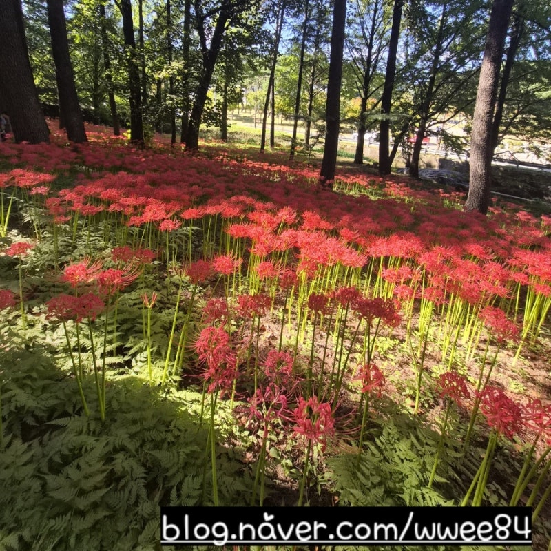 김천가볼만한곳 직지사 꽃무릇(9/20 개화 상황)