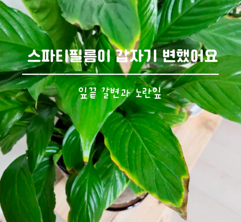 잘 자라던 스파티필름이 갑자기 변했어요, 잎끝 갈변과 노란잎