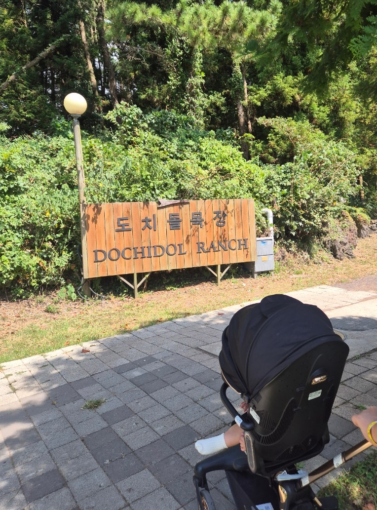 12개월아기랑 제주도 알파카목장 제주도 목장 체험 도치돌알파카목장 동물원