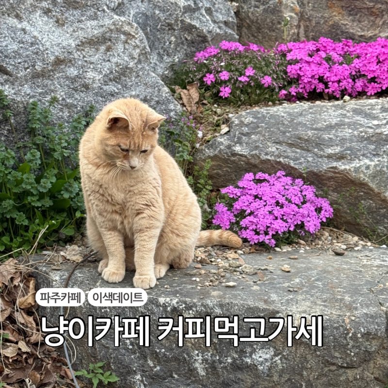 파주 이색데이트 고양이카페 애룡저수지 커피먹고가세