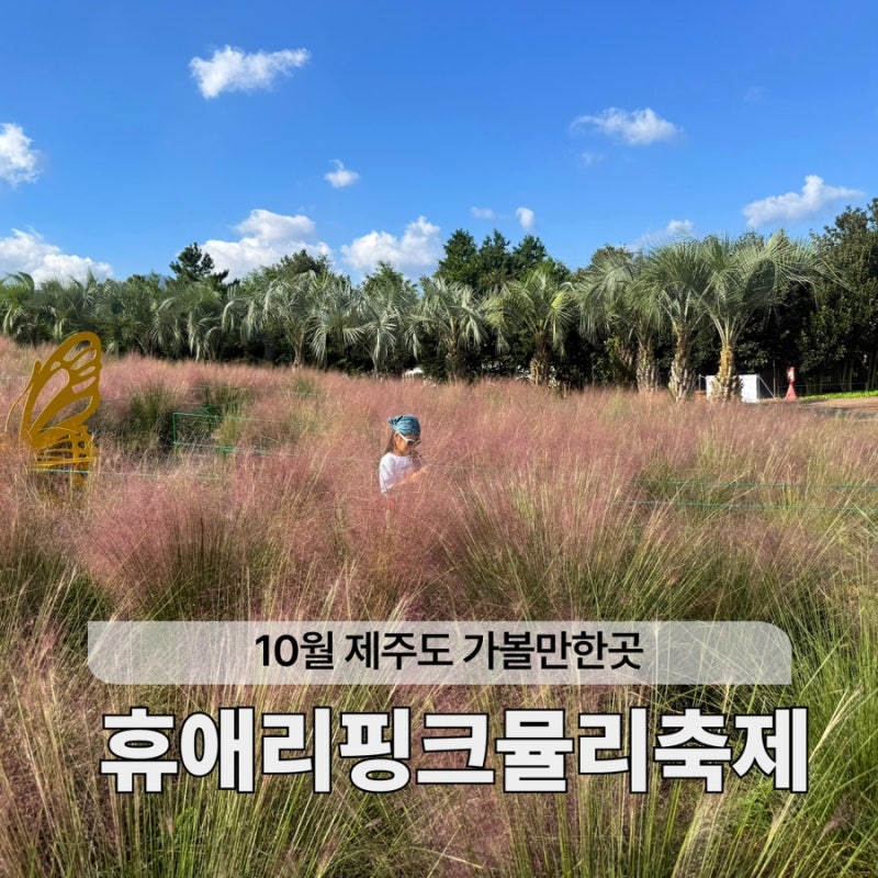 제주 휴애리 핑크뮬리 축제 실시간 제주 가을 아이랑 가볼만한곳