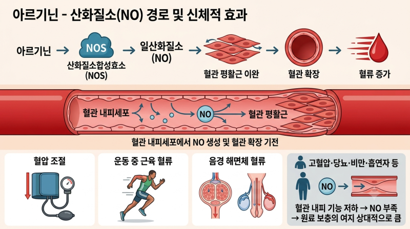 남자에게 좋은? 아르기닌 완전 분석 — 혈관확장, 혈압, 운동, 바이러스