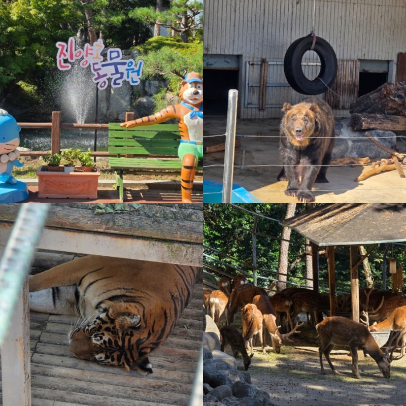 Things to Do in Jinju: Jinyangho Zoo & Park Admission, Parking, Tigers