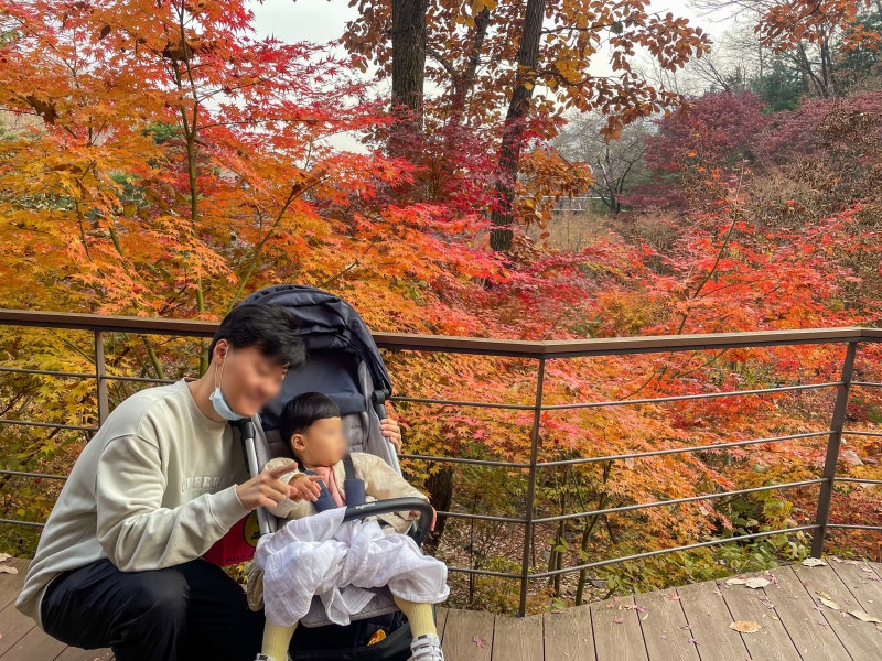 가을 단풍놀이 어디로 갈까? ｜서울 경기도 아이와 가볼만한 곳 5곳