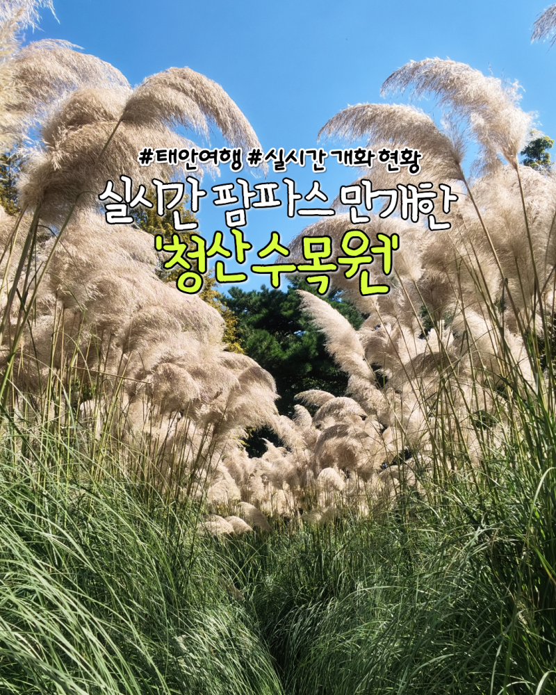 태안 청산수목원 실시간 팜파스 핑크뮬리 개화 현황, 9월-10월 가볼만한곳 추천