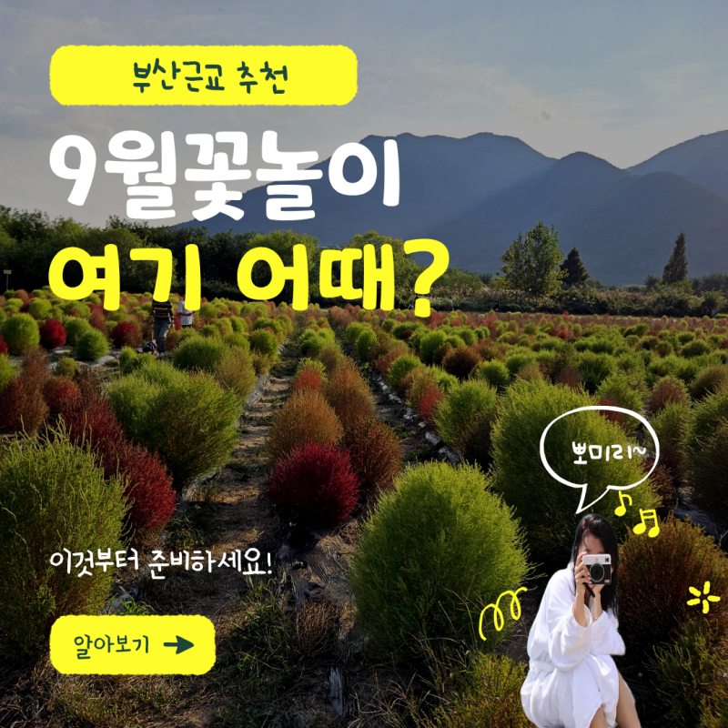 부산근교 가을꽃 5곳 직접 가보니 이번 주말은 여기부터 가세요