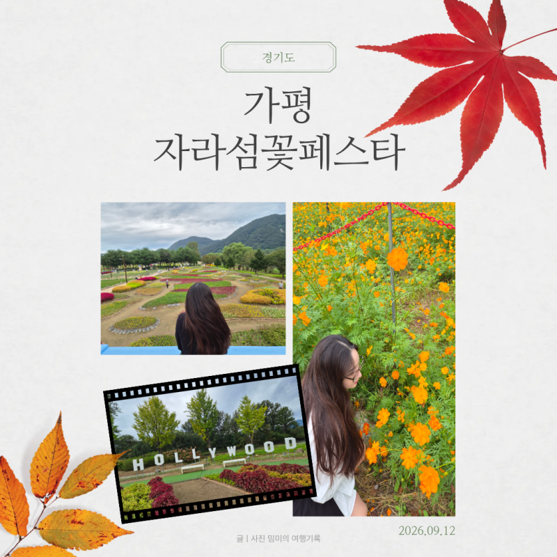 자라섬꽃페스타 축체 첫날 방문후기 - 주차 입장료 개화현황 코스모스명소 서울근교가을나....