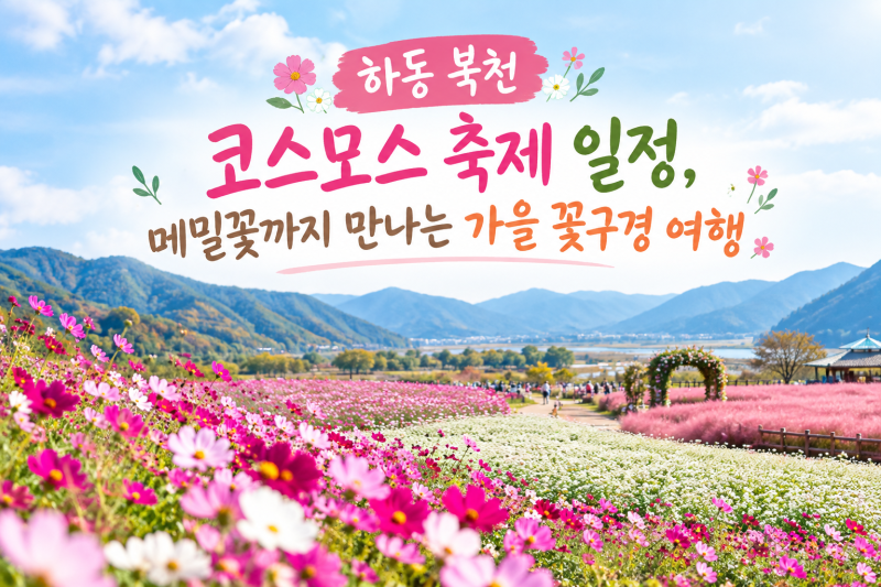 하동 북천 코스모스 축제 일정, 메밀꽃까지 만나는 가을 꽃구경 여행