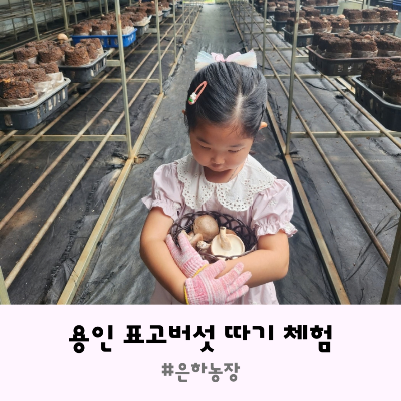 경기도 용인 체험농장 아이와 같이 가기 좋은 은하농장