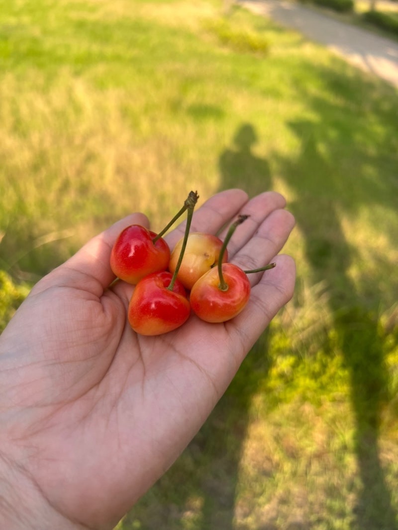 [장보기] 체리 고르는 법·신선하게 보관하는 방법 총정리