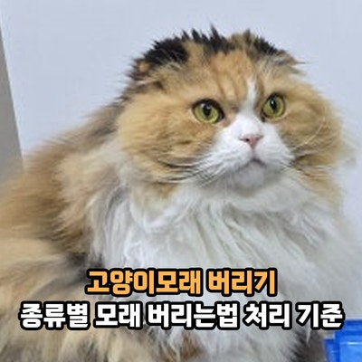 고양이모래 버리기, 벤토나이트 두부모래 종류별 모래 버리는법과 고양이똥 처리 기준은?