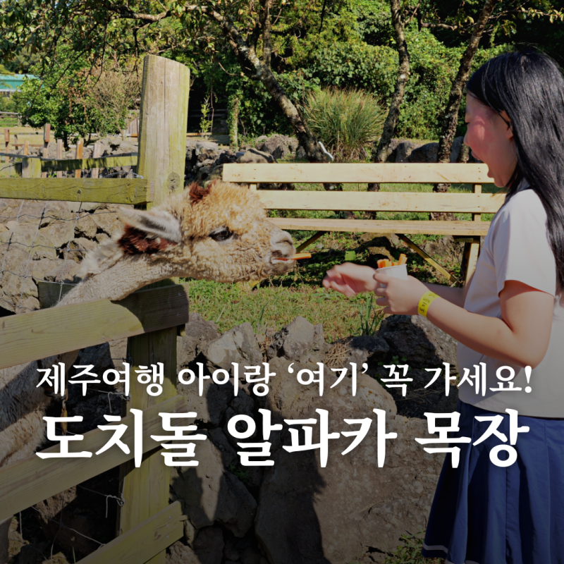 제주도 알파카목장 도치돌 목장 제주 아이와 가볼만한곳 먹이주기 체험