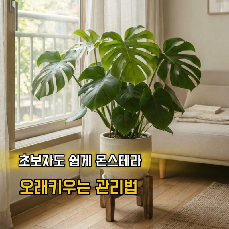 몬스테라 키우기 물주기 햇빛 위치 초보자가 알아둘 관리법