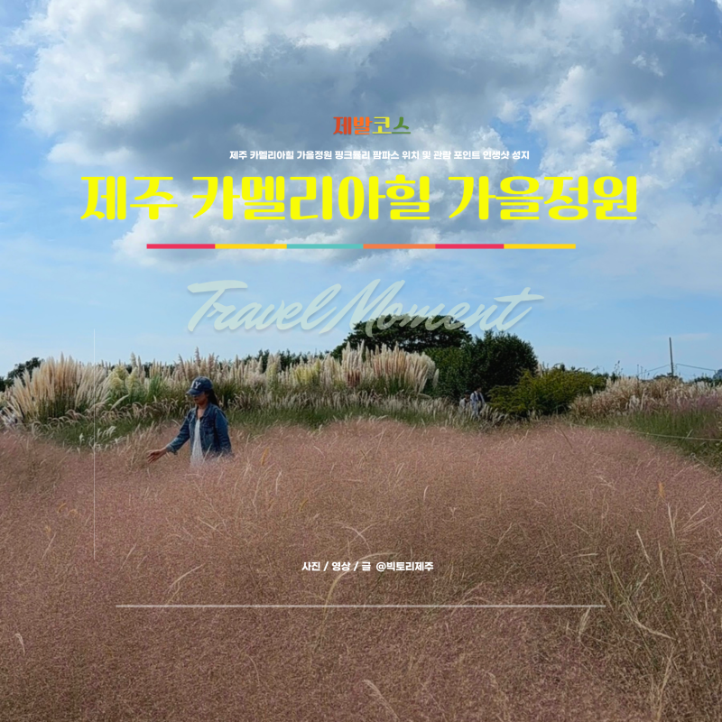 Jeju Camellia Hill Autumn Garden: Pink Muhly Grass and Pampas Grass - Location, Viewing Tips, and Best Photo Spots