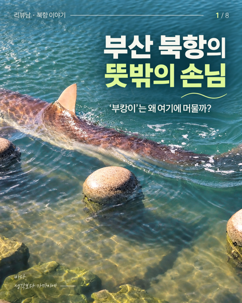 부산 북항 상어 ‘부캉이’｜안전문자까지 보냈는데, 오히려 사람이 몰렸다