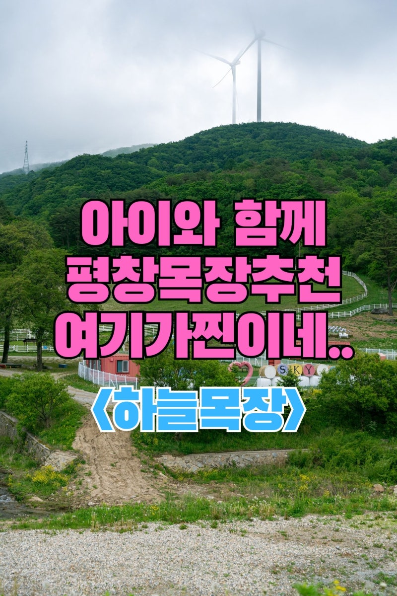 강원도 평창 아이랑 가볼만한곳 대관령 하늘목장 아이와 가기 좋은 강원도 청정 자연 목장 ....