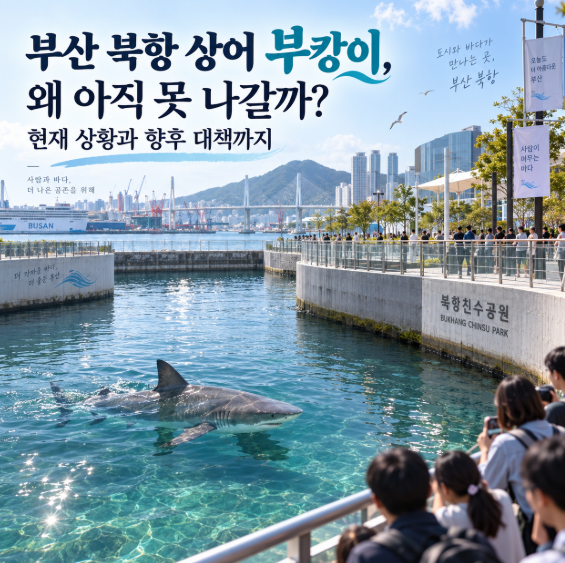 부산 북항 상어 부캉이, 왜 아직 못 나갈까? 현재 상황과 향후 대책까지