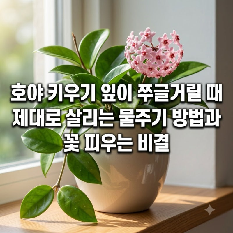호야 키우기 잎이 쭈글거릴 때 제대로 살리는 물주기 방법과 꽃 피우는 비결