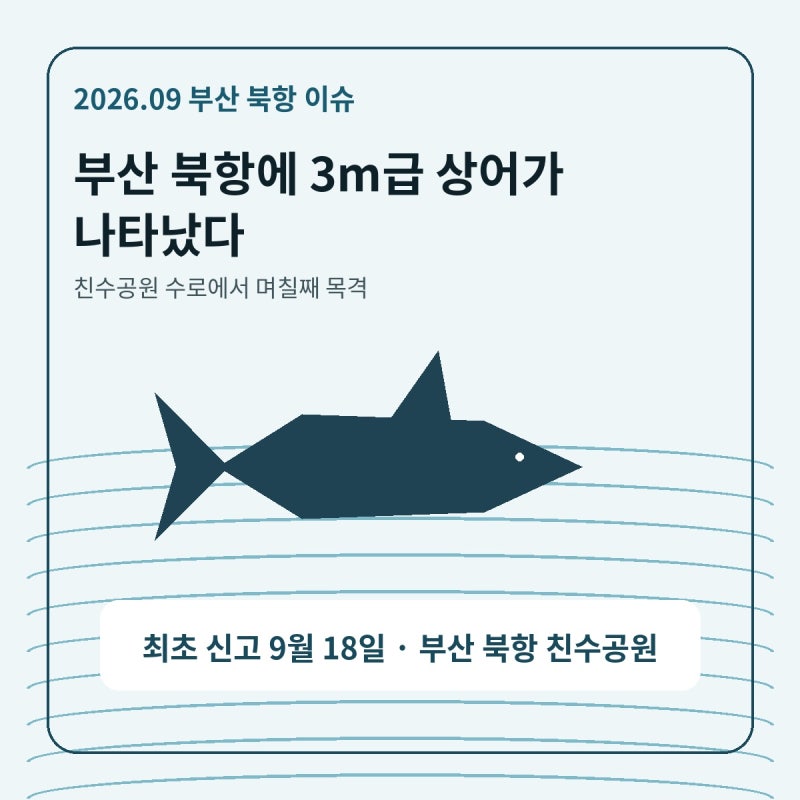 부산 상어 아직도 있다? 북항 상어 위치부터 무태상어·아기상어 목격담까지 총정리