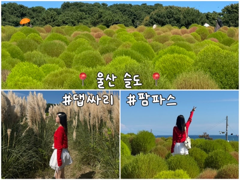 울산 가볼만한 곳 / 가을 명소 울산 슬도 댑싸리 팜파스