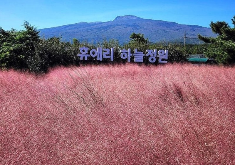 2026 제주 휴애리 핑크뮬리 축제｜10월 제주여행 인생사진 명소 총정리
