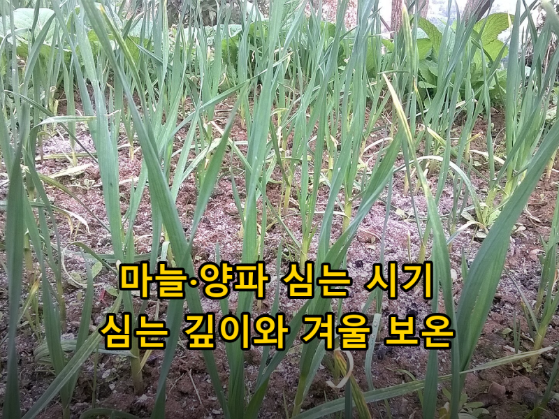 텃밭 마늘·양파 심는 시기, 씨마늘 고르기부터 모종 심기와 겨울 보온까지