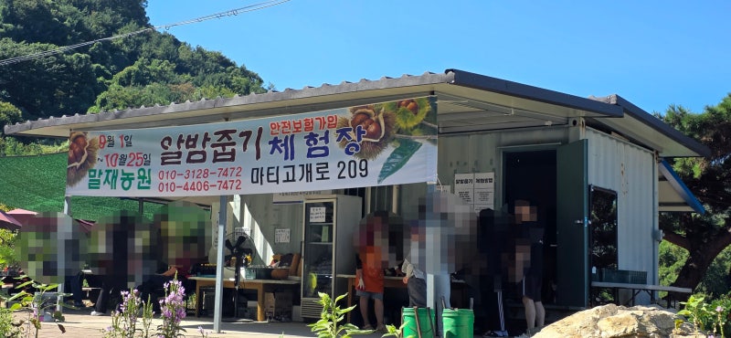 ⭐ 공주 말재 농원 밤 따기 체험부터 대전 태화장 멘보샤까지
