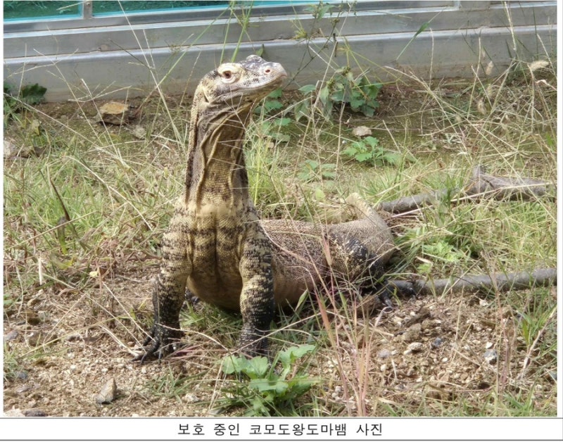 세계 최대의 도마뱀 ‘코모도왕도마뱀’을 만나다｜불법 야생동물 거래가 생물다양성을 위....