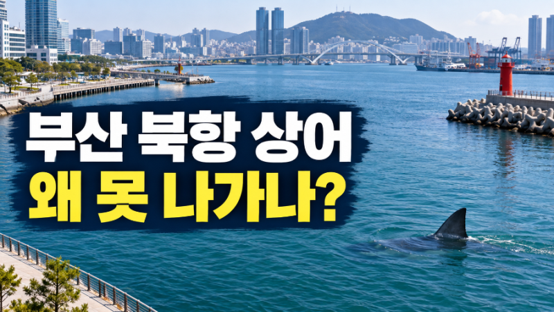 부산 북항 상어 ‘부캉이’ 정체는? 어디서 왔고 왜 못 나가는지 총정리