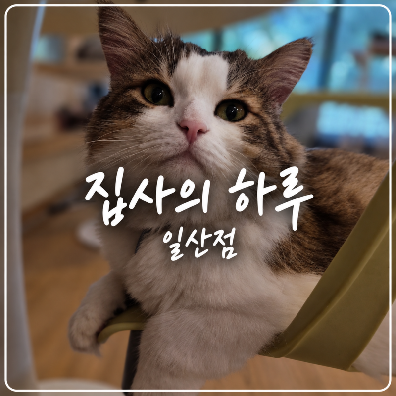 일산고양이카페 집사의하루 일산점 | 일산 호수공원 데이트·일산 실내데이트·일산 실내 가....