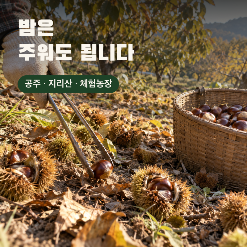 송이 1kg 123만원, 나도 산에 가서 캐면 안되요? ｜채취 자격·허가 기준 밤도?