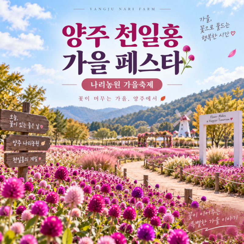 2026 양주 천일홍 가을 페스타 | 나리농원 축제 일정·입장료·공연·주차 정보