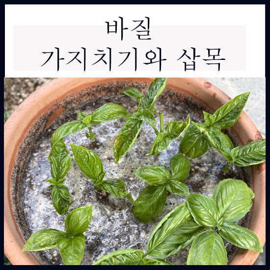 꽃 피기 전 바질 가지치기, 자른 가지는 화분에 삽목하기