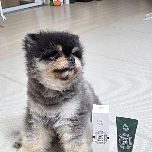 강아지 치약 프리미엄 유산균 치약으로 치아부터 잇몸까지 케어 추천