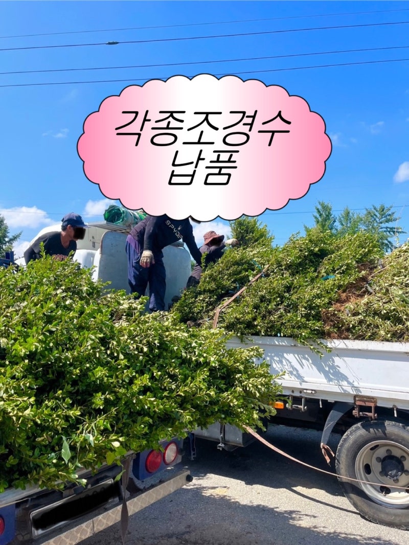 조경수납품 화살나무 영산홍철쭉 회양목 .. 정가네농원