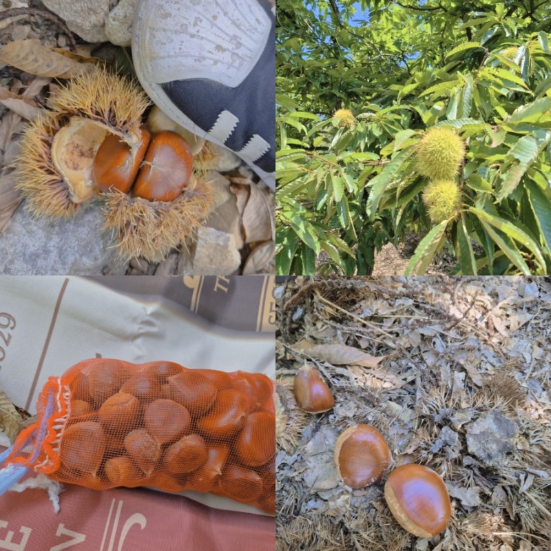 공주 말재농원, 가을 밤줍기체험