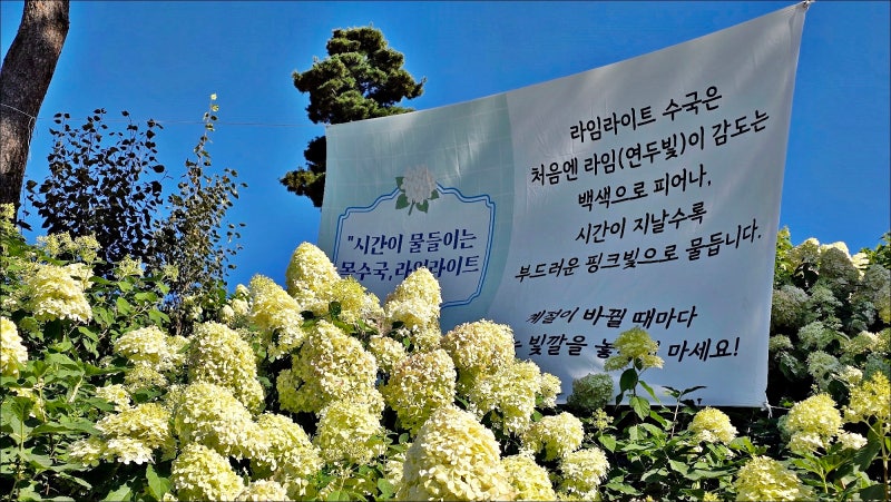 경기도 가을 축제 서울근교 가볼만한곳 안성 용설 수국축제 유럽수국