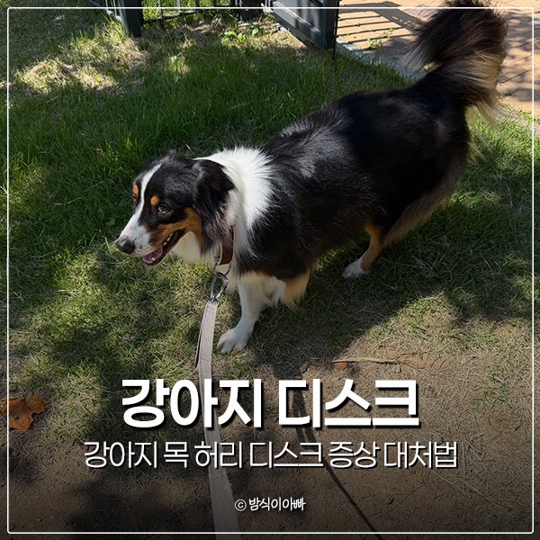 강아지 목 허리 디스크 증상 대처법