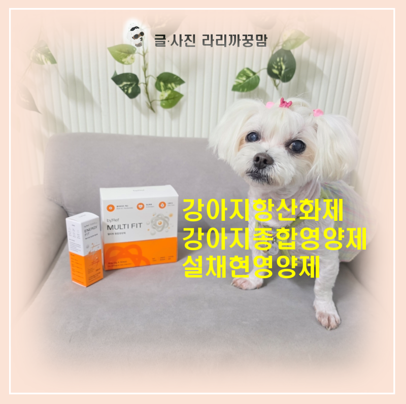 13살 노견의 하루, 설채현영양제 바이레프 멀티핏 에너지핏으로 챙기는 건강 관리법