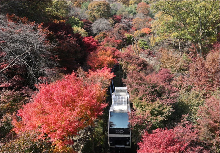 경기도 광주 여행 화담숲 예약 모노레일 단풍 구경