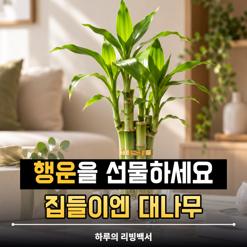 ‘집들이 선물로 대나무를 주는 이유’ 행운의 대나무 풍수에서 행운과 번영을 상징하는 의....