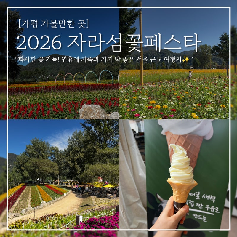2026 자라섬 꽃 페스타 _ 가평 가을 꽃축제 입장료 일정 먹거리 후기 서울 근교 가볼만한 곳