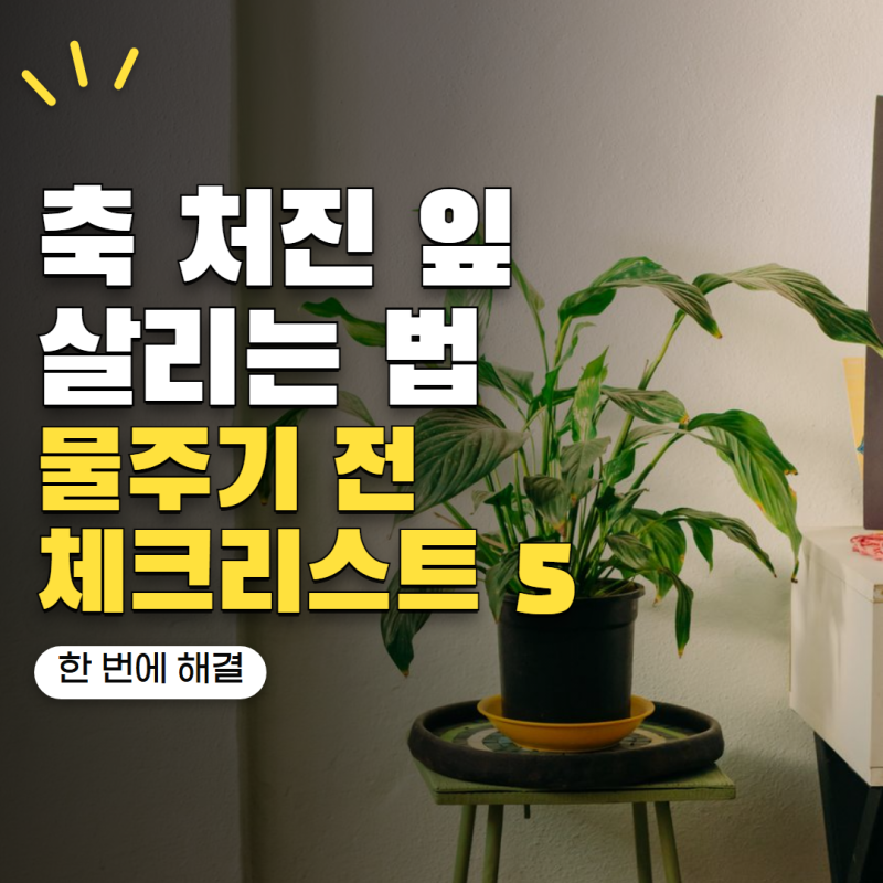 스파티필름 키우기 잎이 자꾸 처진다면? 물주기 전 확인해야 할 원인 5가지