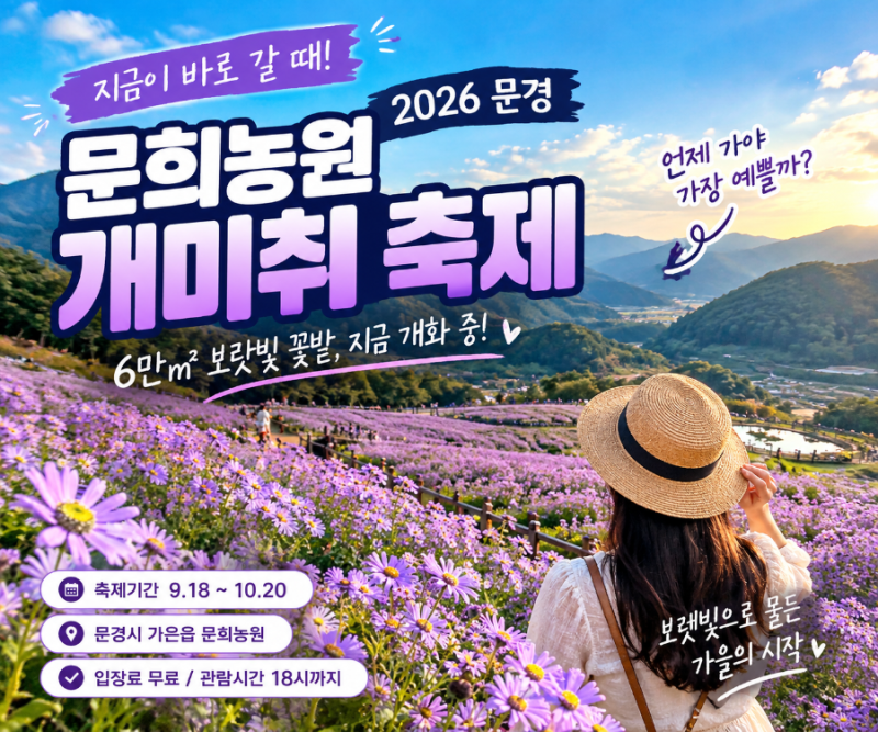 문경 가볼만한곳 문희농원 개미취｜9월 말 보라빛 절정이 기다려지는 곳