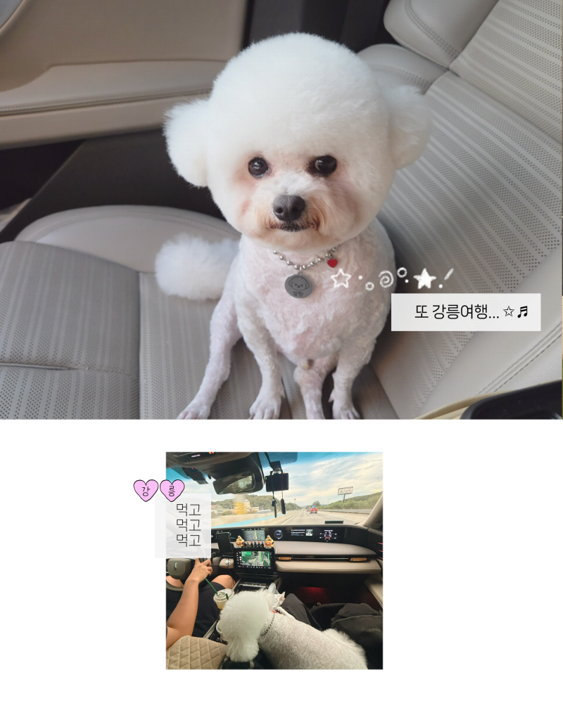 강릉여행 애견동반펜션 오늘은바다애견펜션｜강아지와 편하게 머물기 좋았던 곳 (+야외 바....
