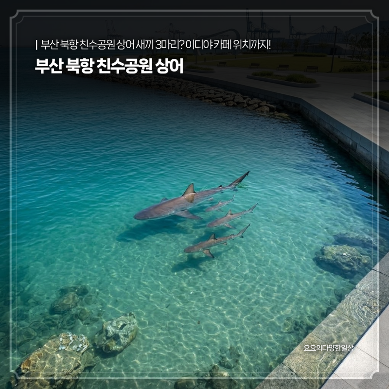 부산 북항 친수공원 상어 새끼 3마리? 이디야 카페 위치까지!