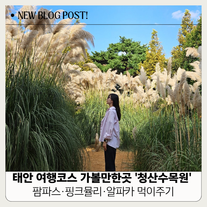 태안 여행 코스 가볼만한곳 청산수목원 팜파스·핑크뮬리·알파카 먹이주기·카페 연 아이스....