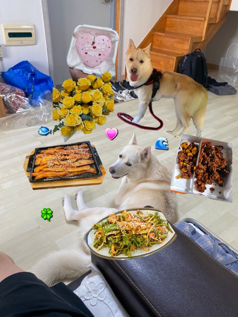강화도 애견동반펜션 라웁펜션 A동 202호｜대형견과 2박 숙박후기, 민머루해수욕장 도보 5분