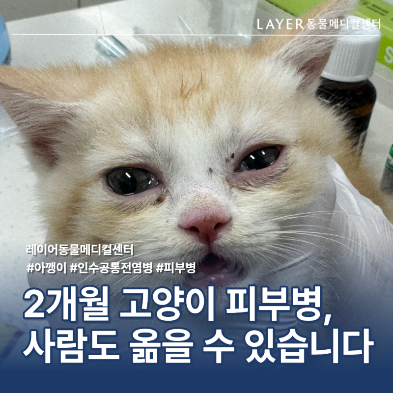 고양이 원형 탈모와 가려움, 피부사상균증(링웜) 치료 케이스