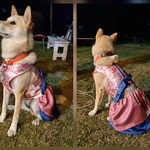 우리집 강아지랑 고양이한테 한복 입혔어요.